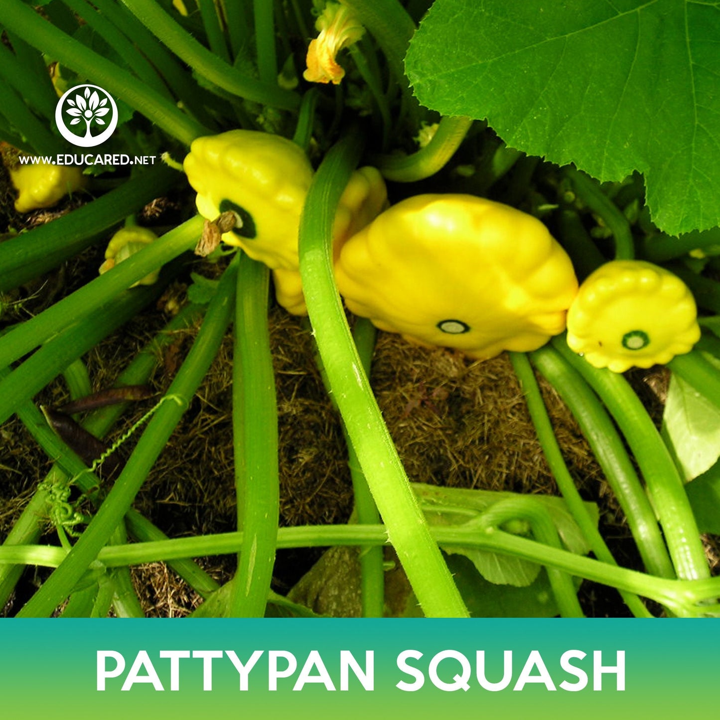 Pattypan Squash Seeds, Scallopini Squash