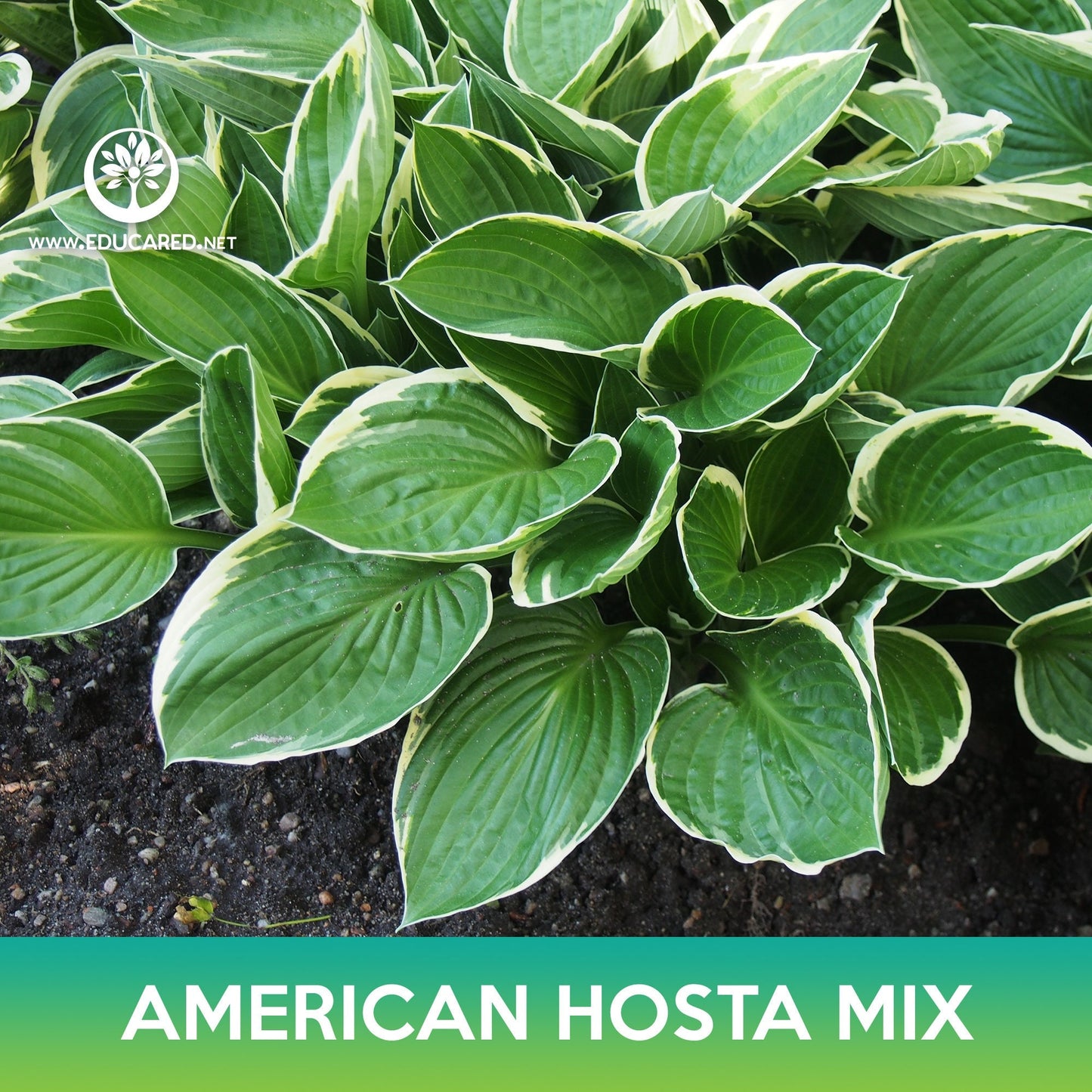 American Hosta Mix Seeds