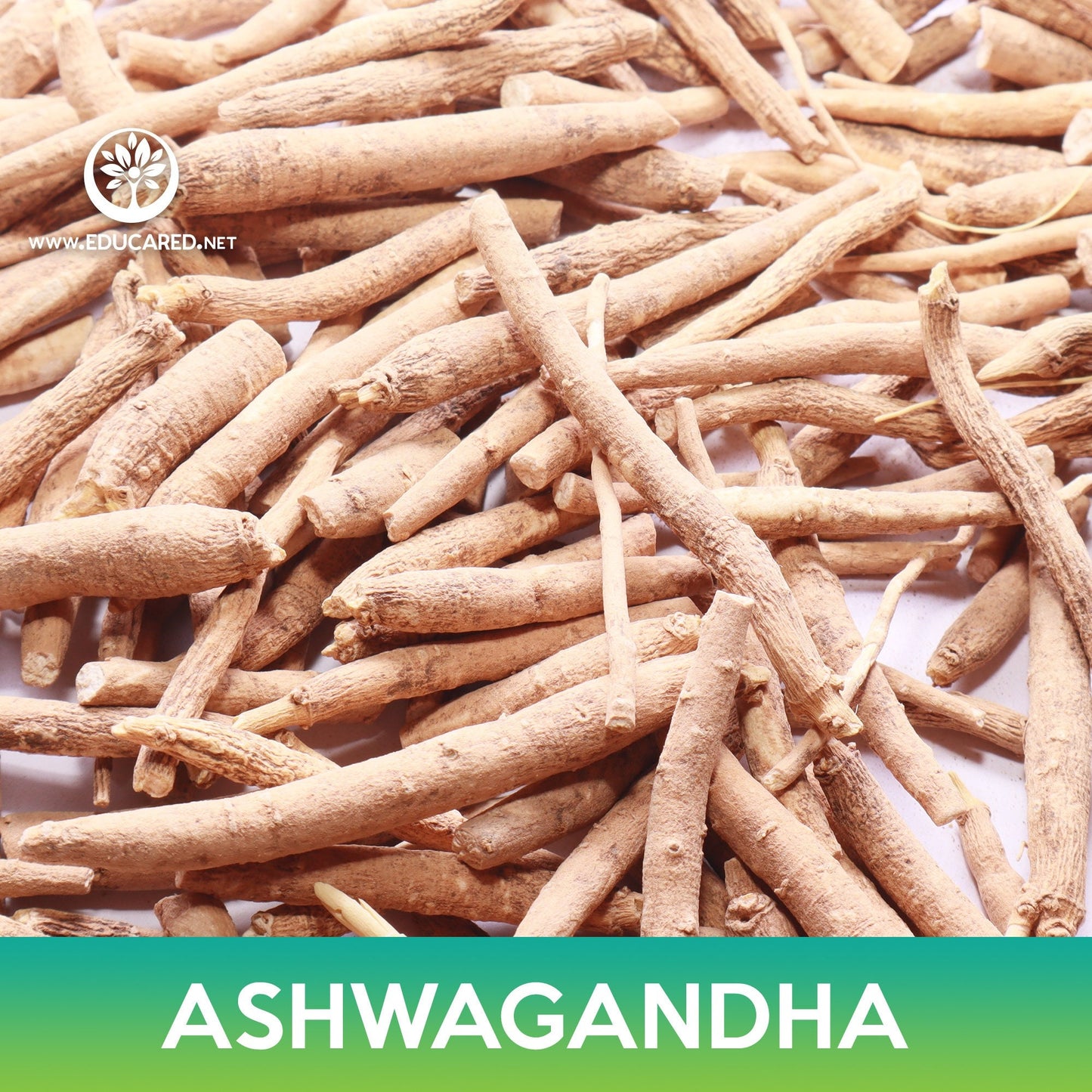 Ashwagandha Seeds, Withania somnifera