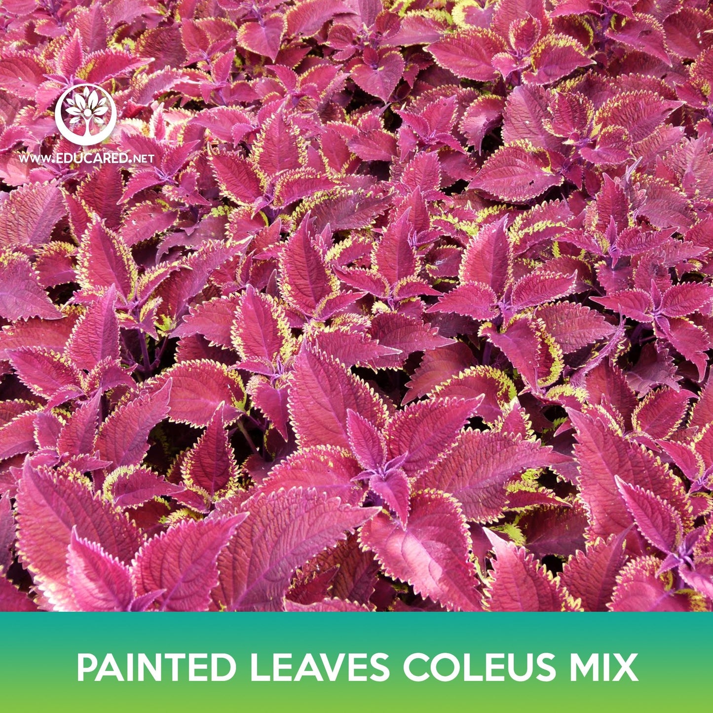 Painted Leaves Coleus Mix Seeds