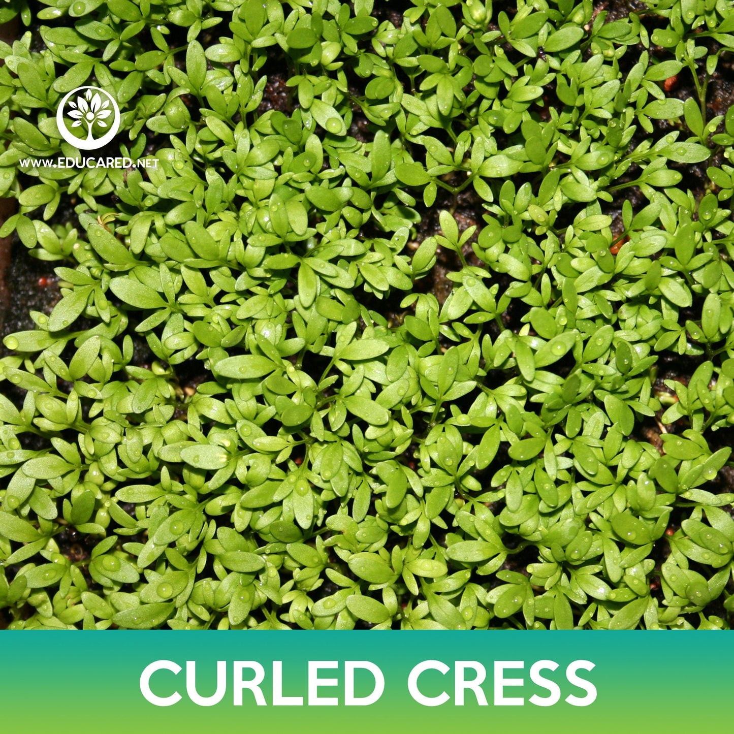 Curled Cress Seeds, Lepidium sativum