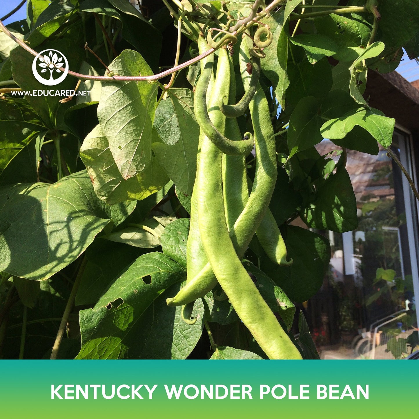 Kentucky Wonder Pole Bean Seeds