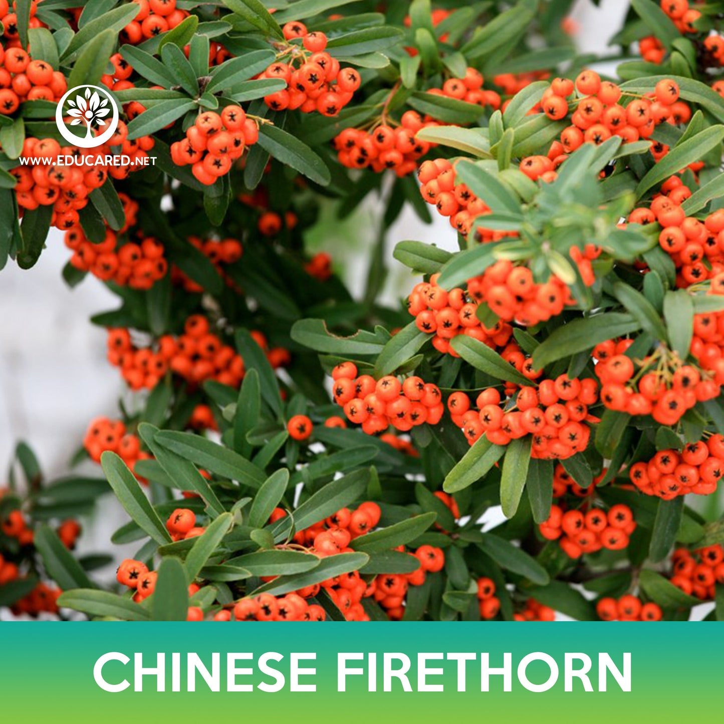 Chinese Firethorn Tree Seeds, Pyracantha fortuneana