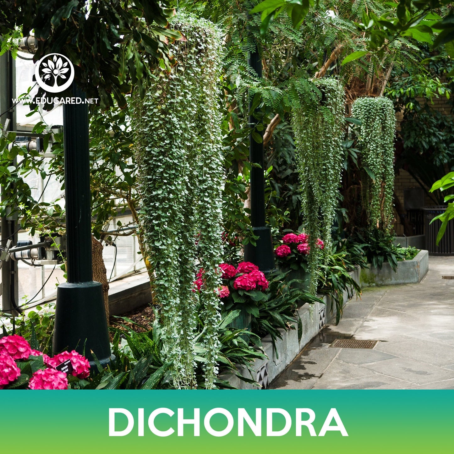 Dichondra Groundcover Seeds, Kidney Weed, Dichondra repens