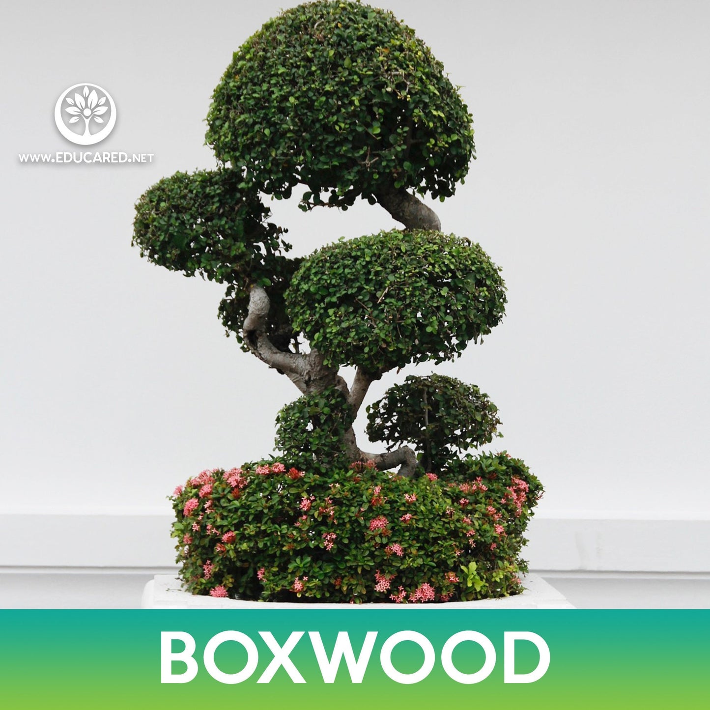 Chinese Boxwood Seeds