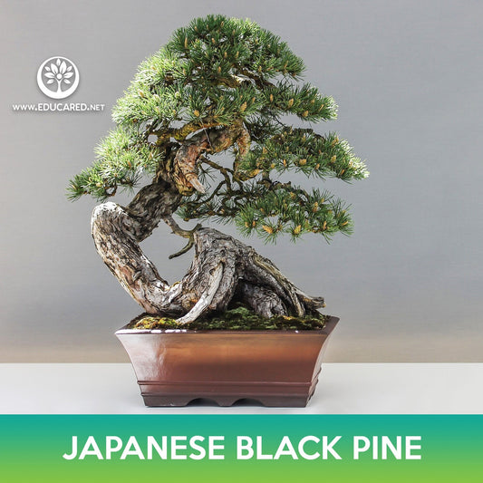 Japanese Black Pine Tree Seeds