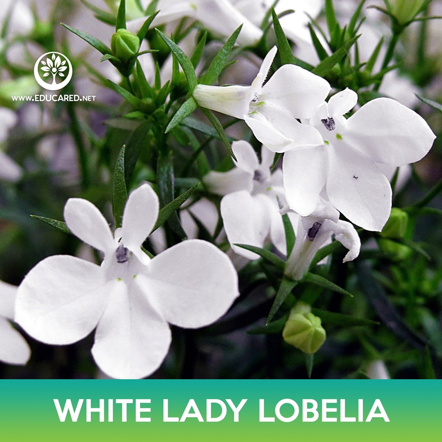 White Lady Lobelia Seeds, Lobelia Erinus