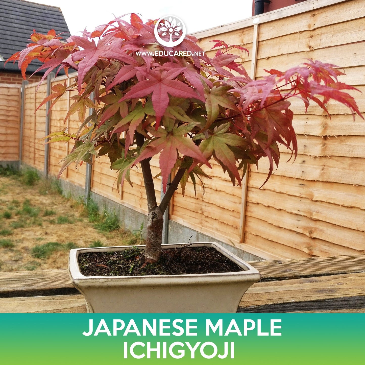 Ichigyoji Japanese Maple Seeds