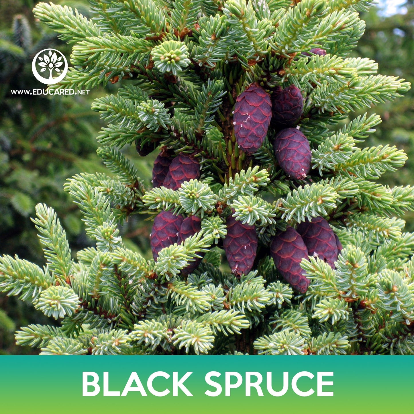 Black Spruce Tree Seeds