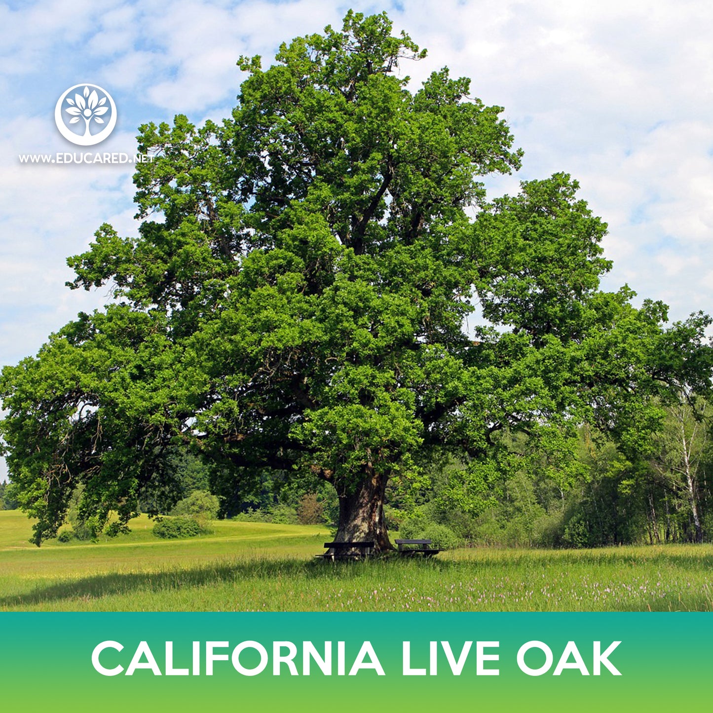 California live oak Seeds, Coast live oak