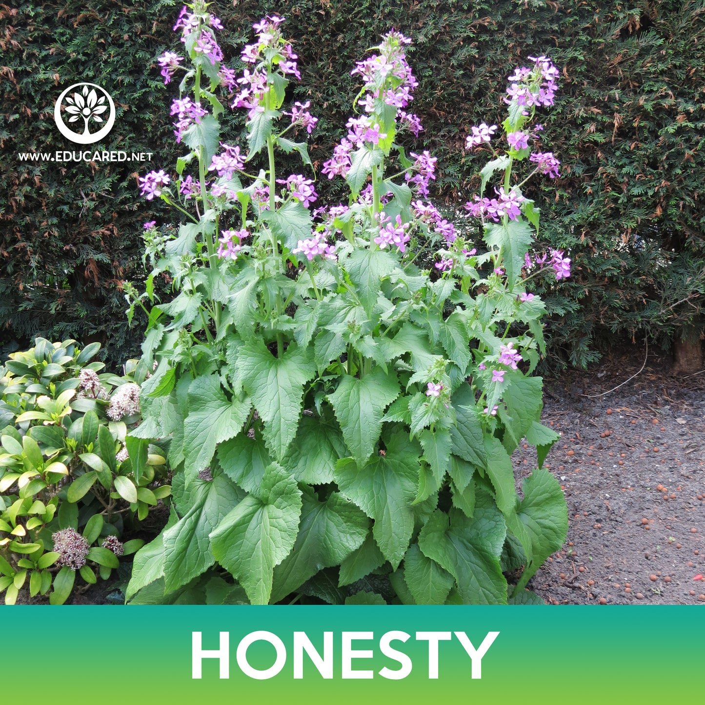 Annual Honesty Flower Seeds, Money Plant