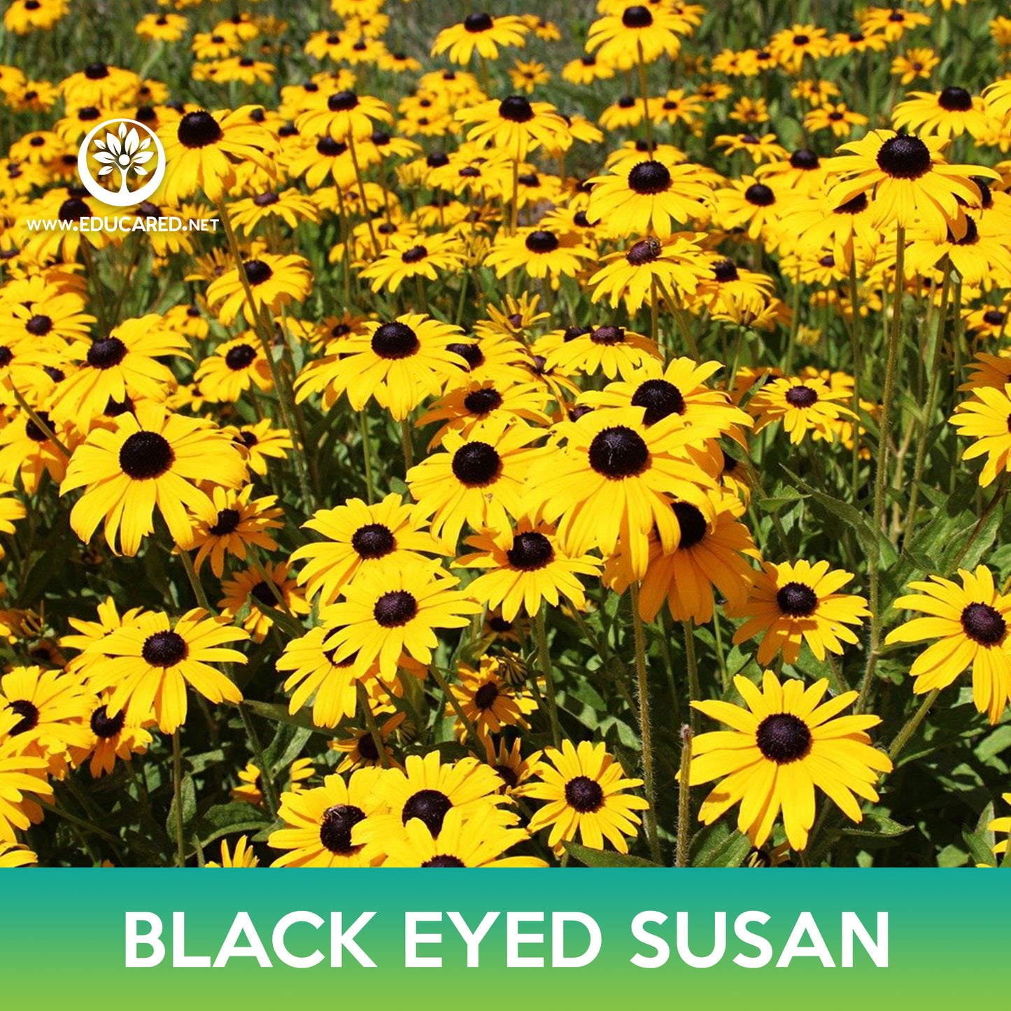 Black-Eyed Susan Seeds