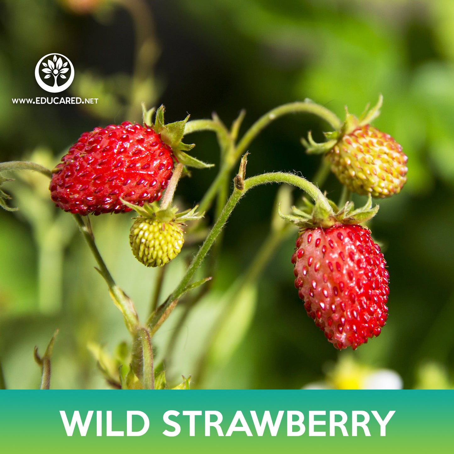 Wild Strawberry Seeds, Alexandria Alpine Strawberry