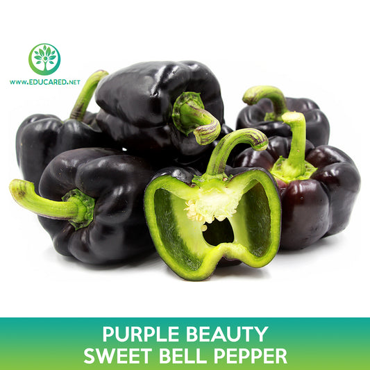 Purple Beauty Sweet Bell Pepper Seeds
