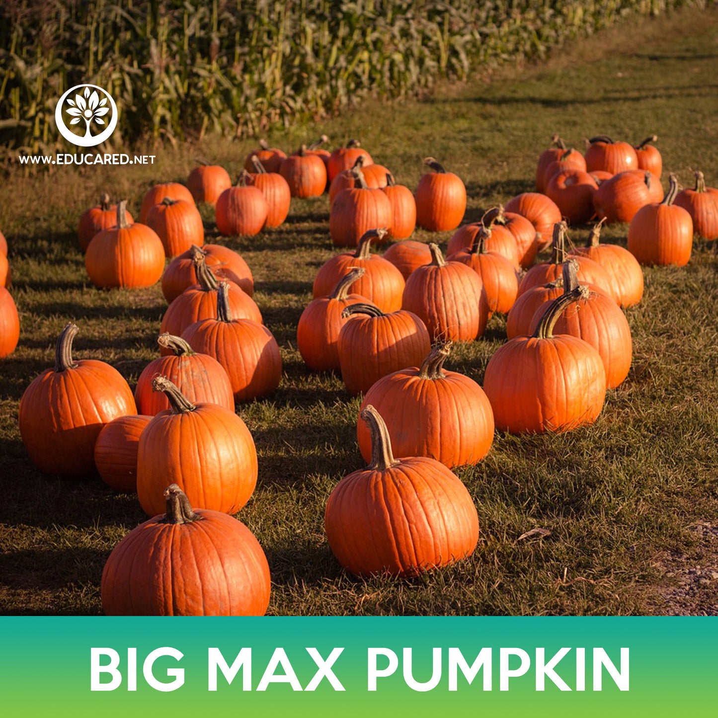 Big Max Pumpkin Seeds, Cucurbita maxima