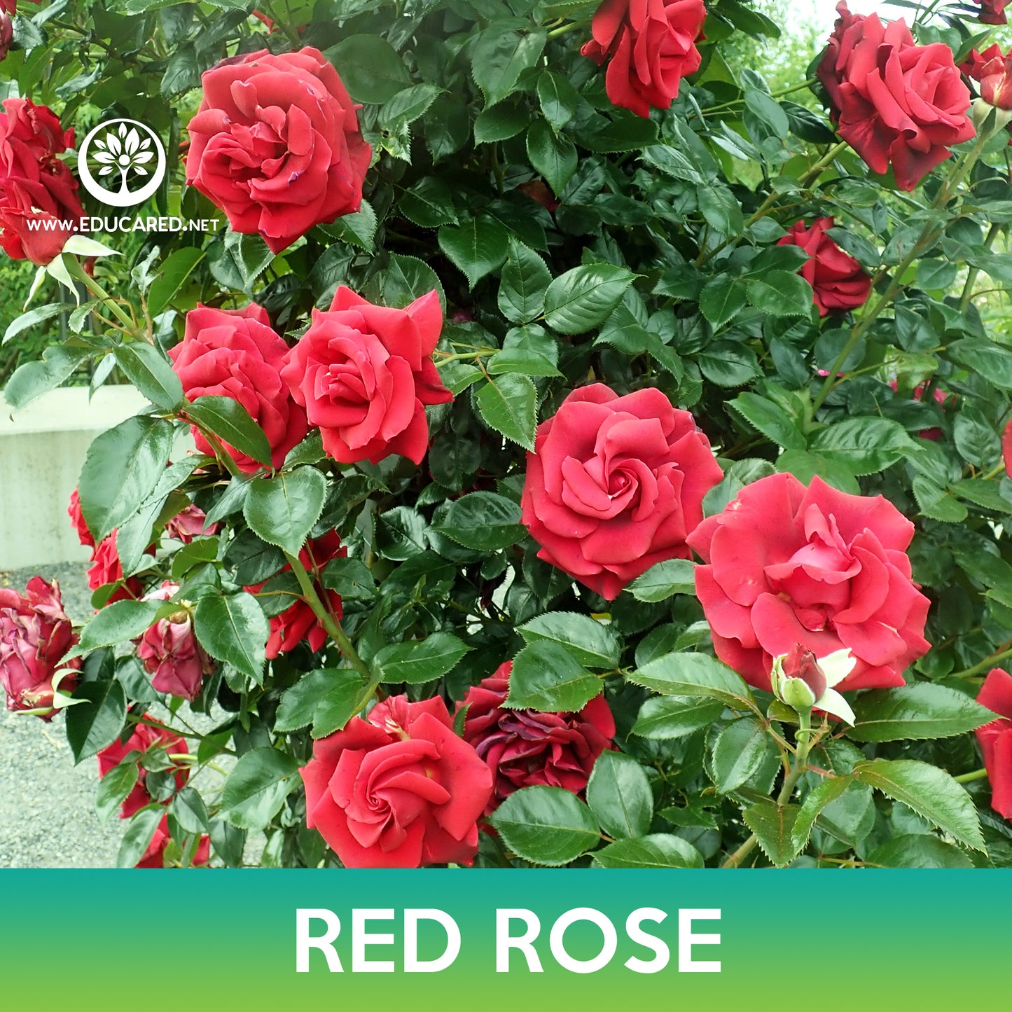 Red Rose Seeds