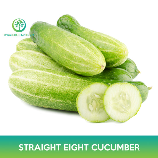 Straight Eight Cucumber Seeds