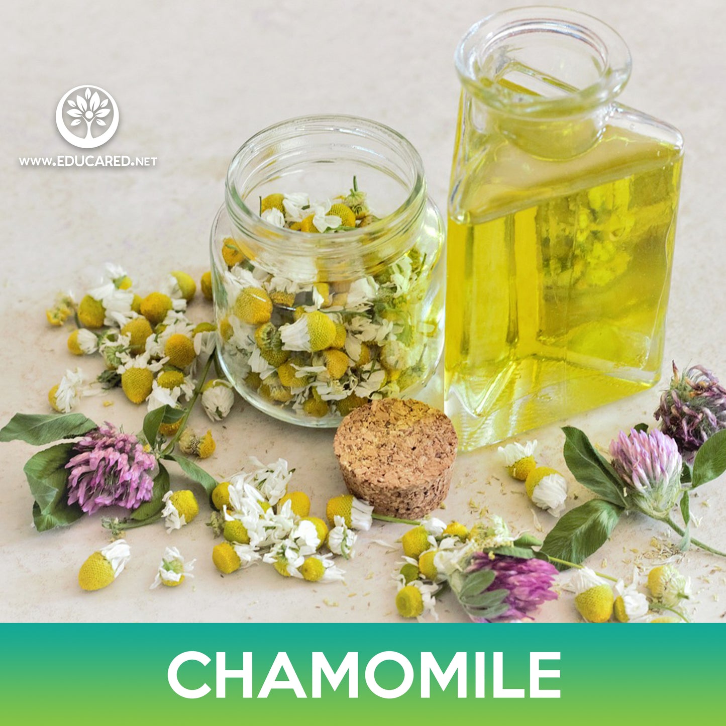 Chamomile Flower Seeds, Chamaemelum nobile