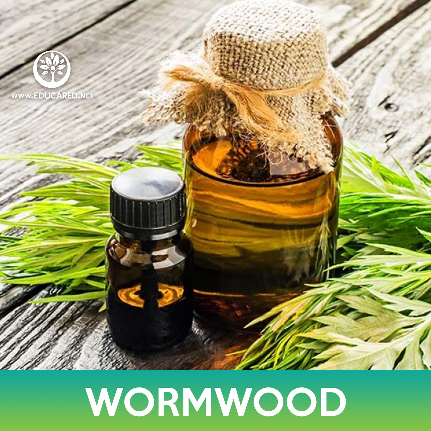 Wormwood Seeds