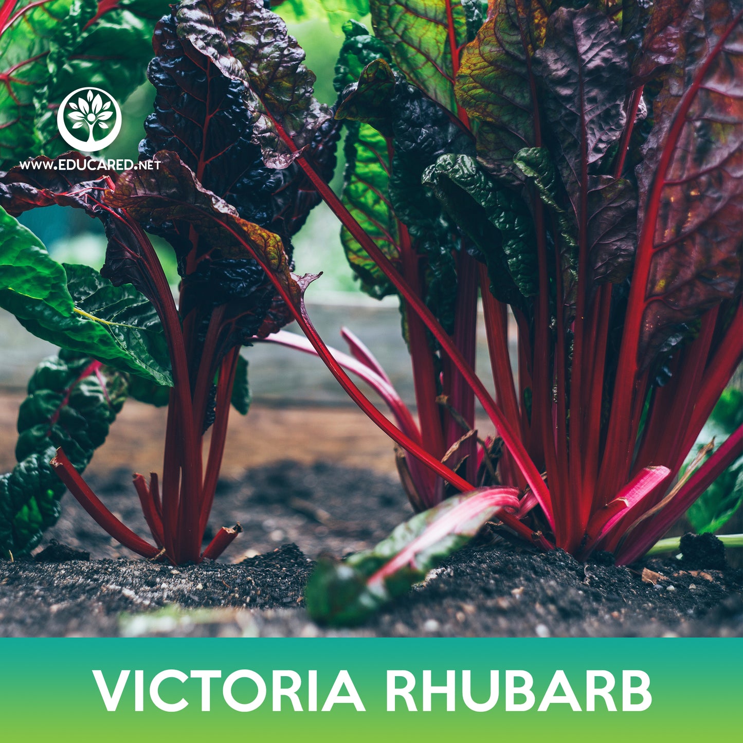 Victoria Rhubarb Seeds