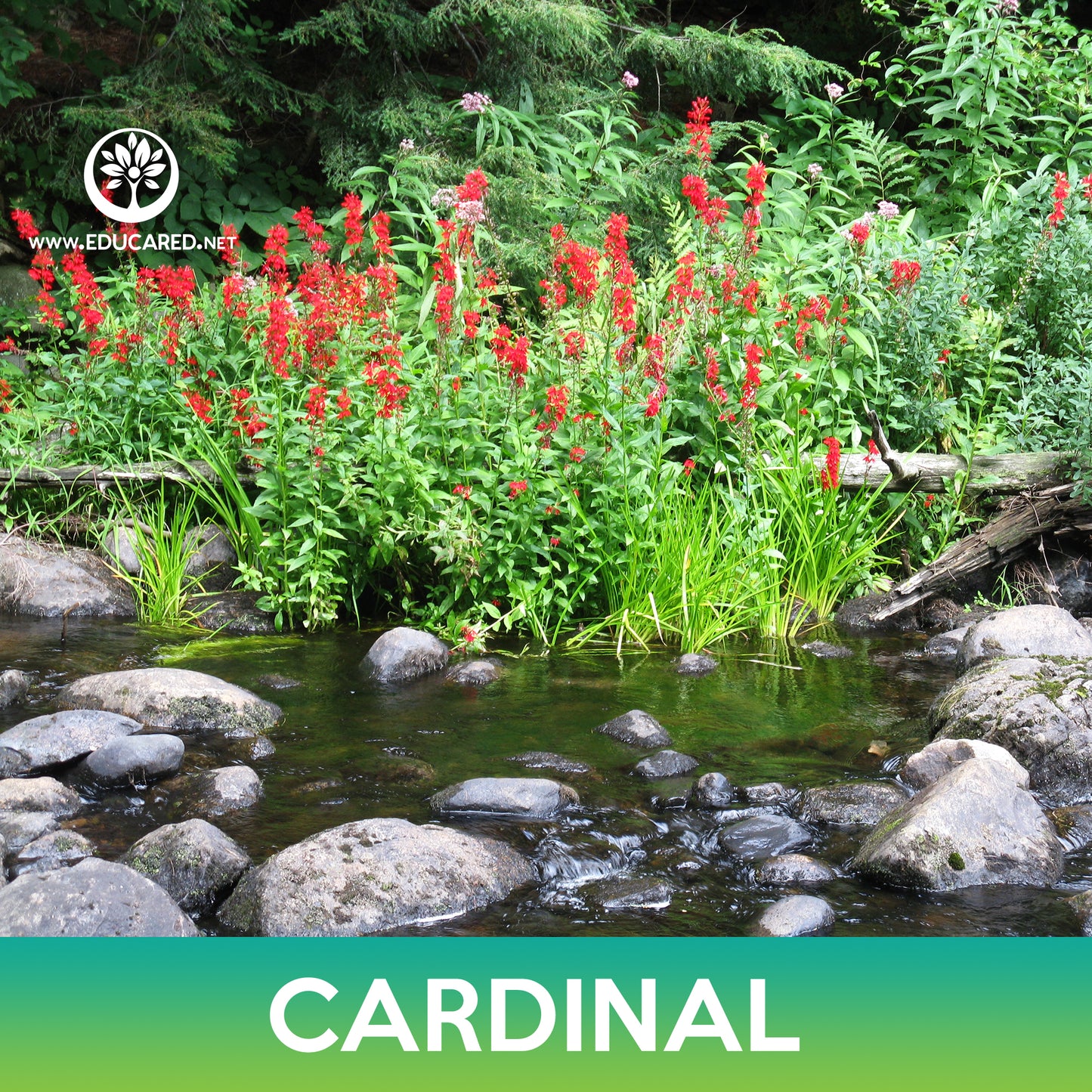 Cardinal Flower Seeds
