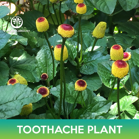 Toothache Plant Seeds, Eyeball Plant, Acmella oleracea