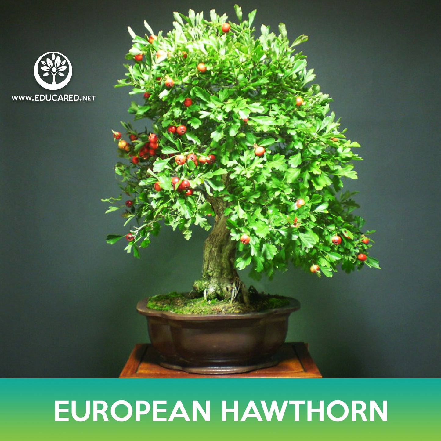 European Hawthorn Tree Seeds