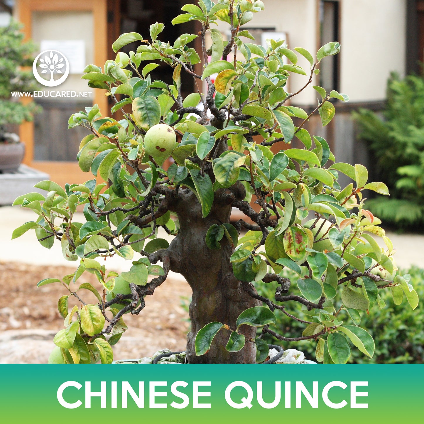 Chinese Quince Tree Seeds