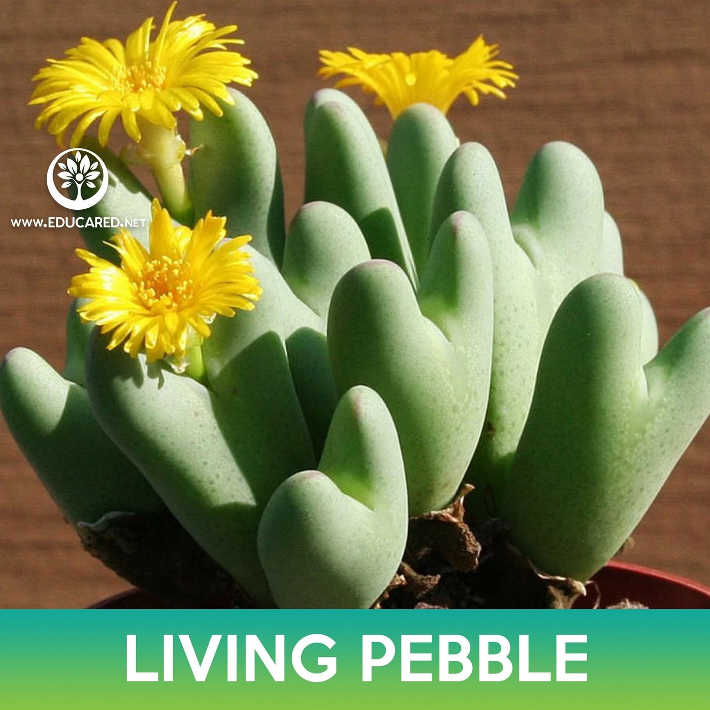 Living Pebble Succulent Seeds (Conophytum bilobum)