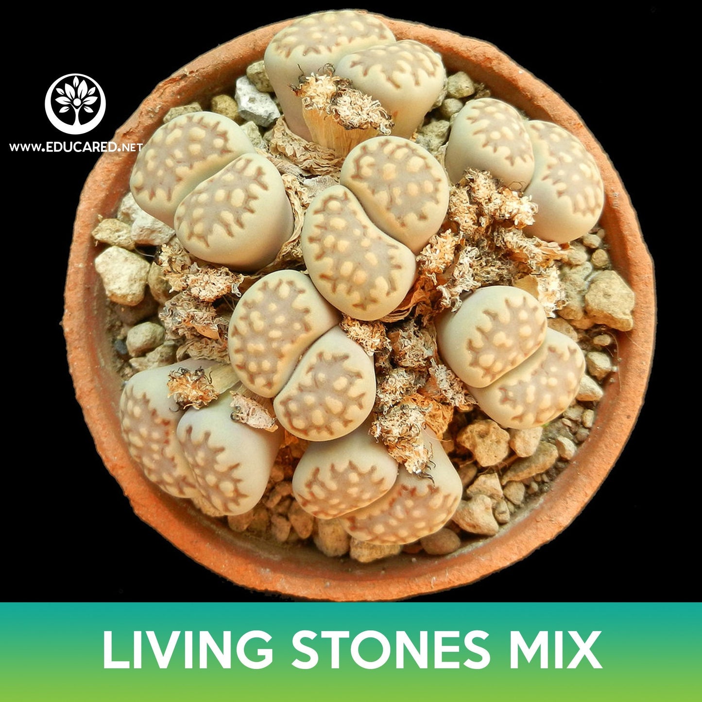 Living Stones Succulent Mix Seeds, Lithops julii