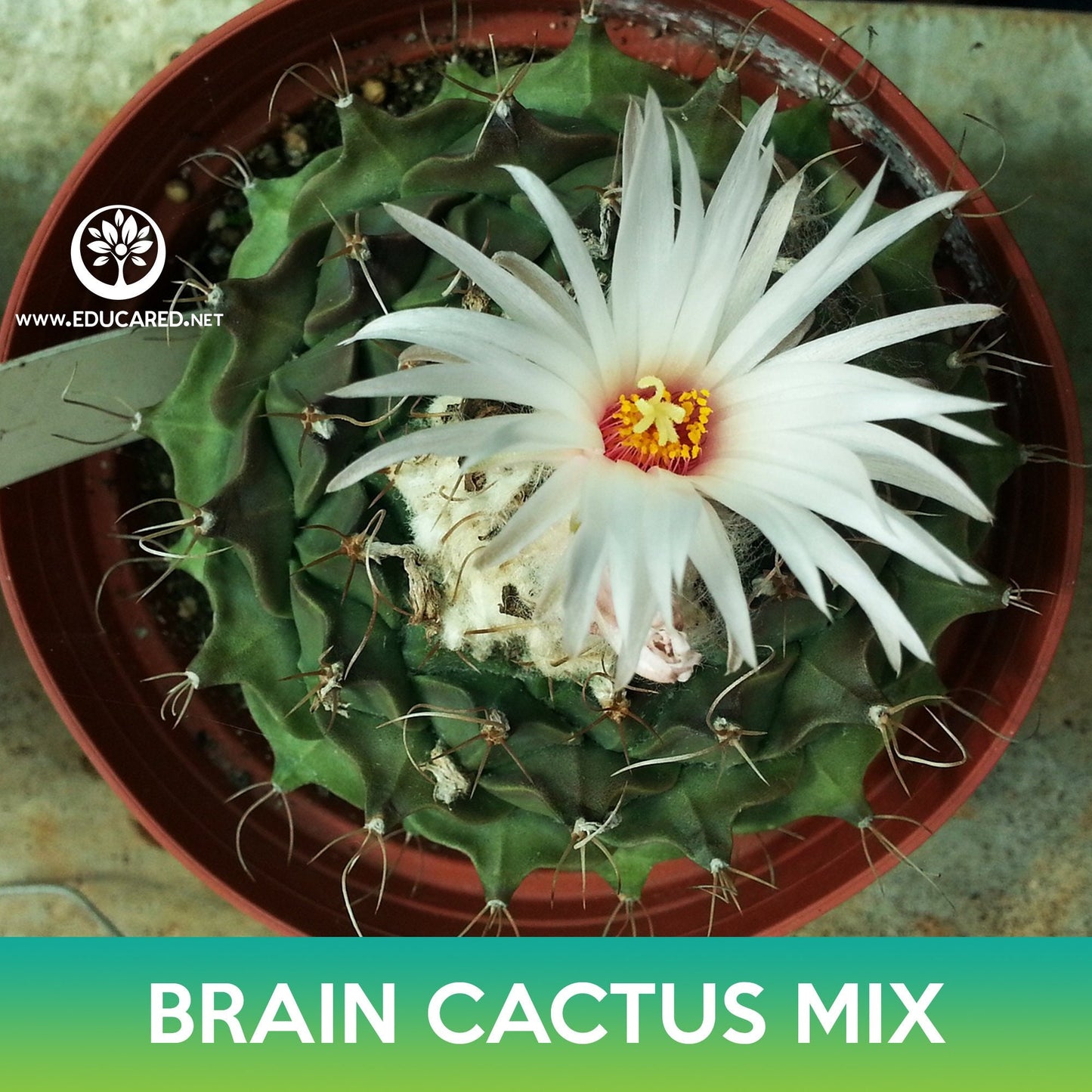 Brain Cactus Mix Seeds, Echinofossulocactus