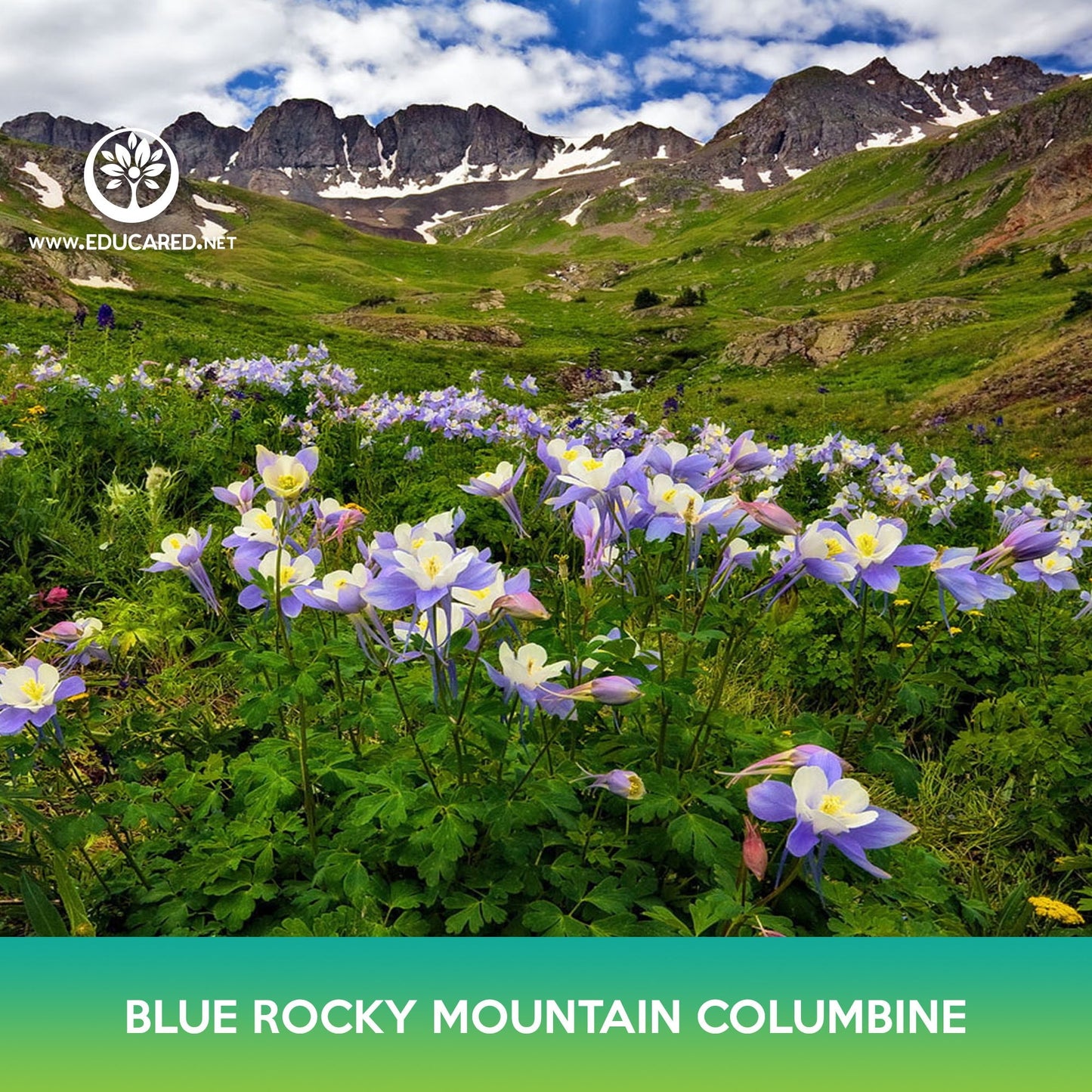 Blue Rocky Mountain Columbine Flower Seeds