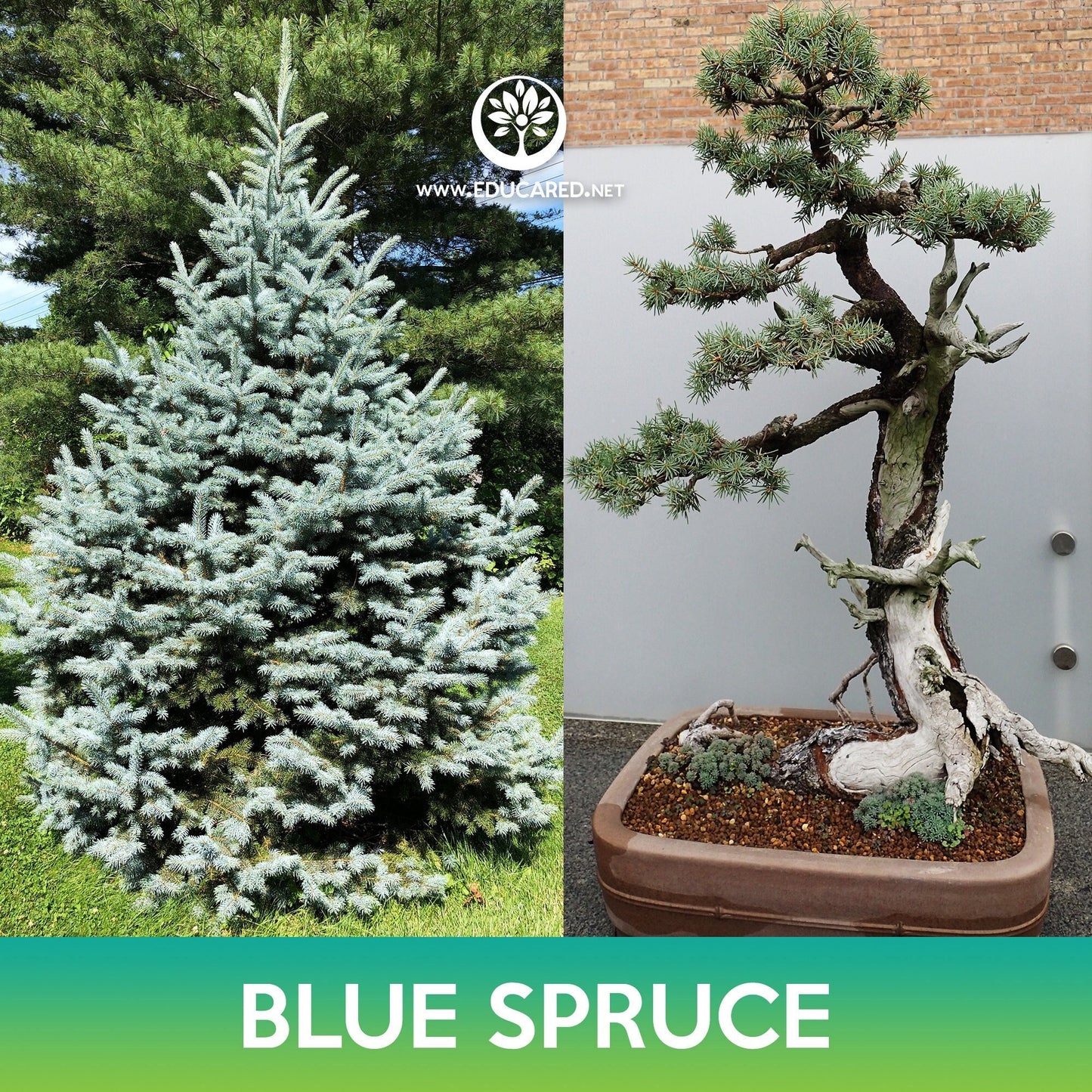 Blue Spruce Seeds, Colorado Blue Spruce , Picea pungens