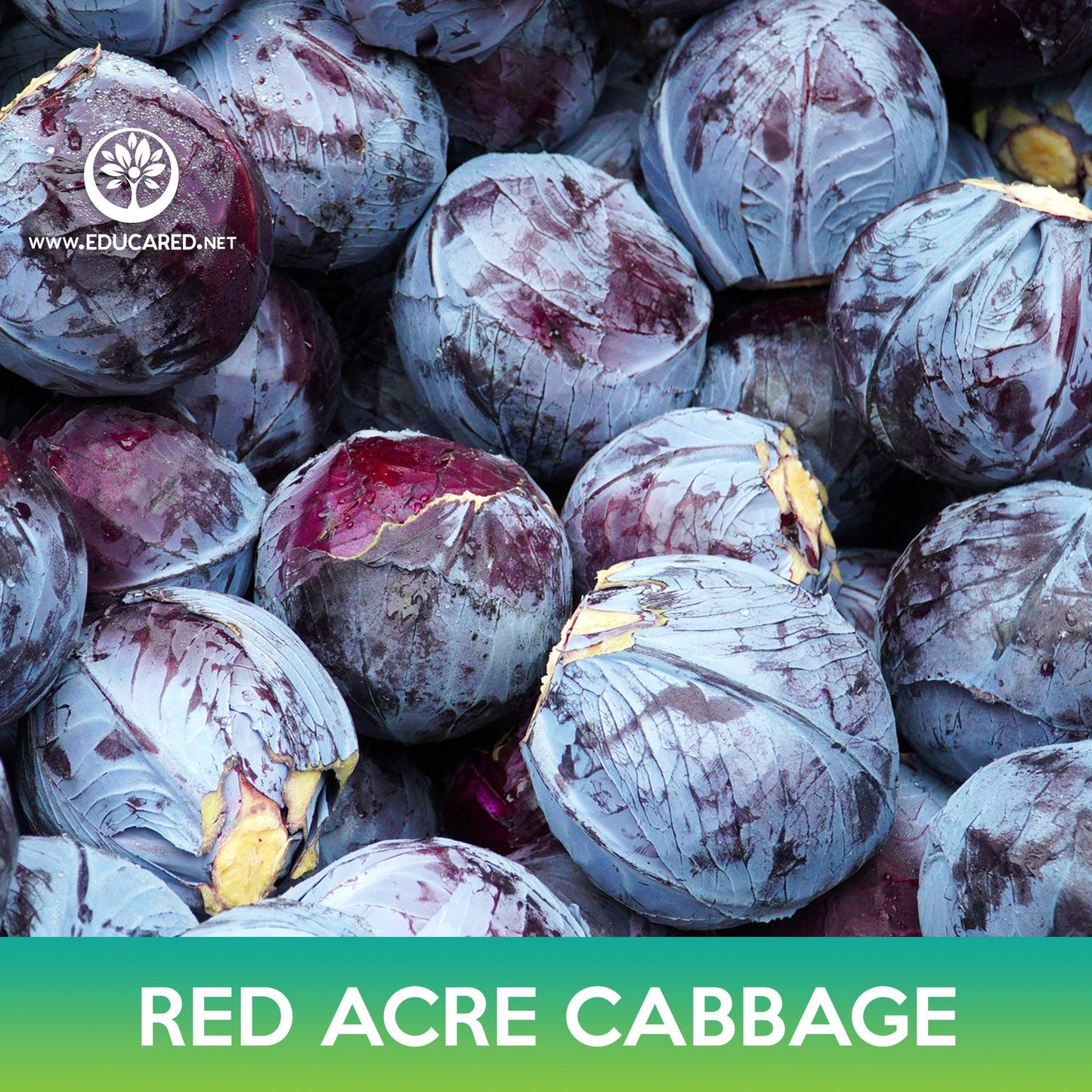 Red Acre Cabbage Seeds
