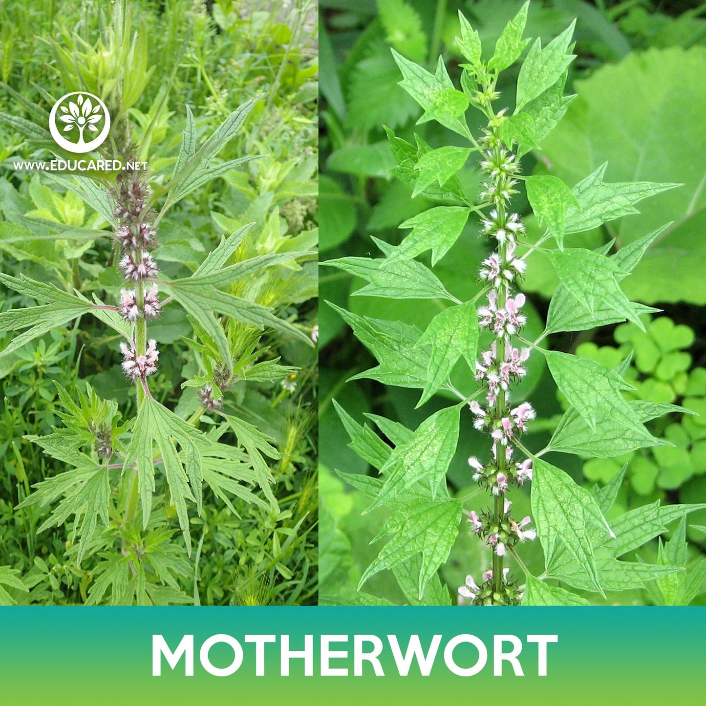 Motherwort Seeds