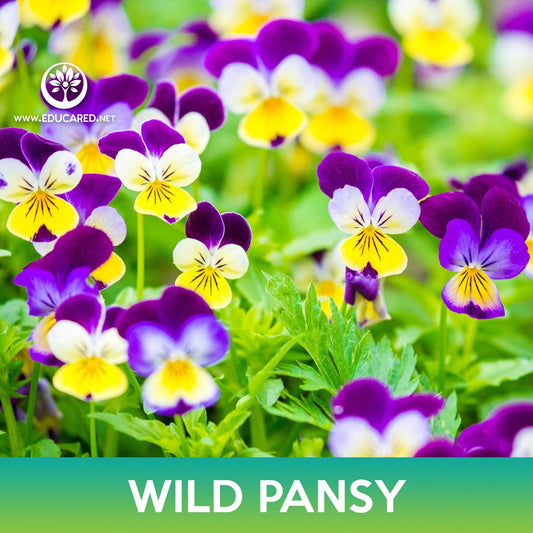Wild Pansy Flower Seeds, Johnny Jump Up