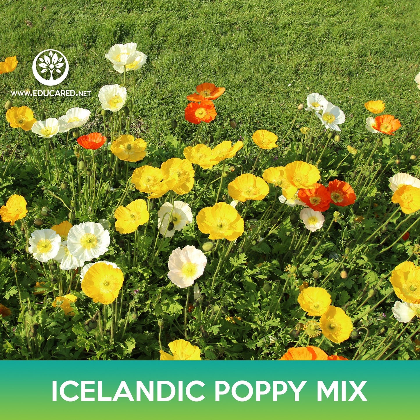 Icelandic Poppy Flower Mix Seeds, Papaver nudicaule