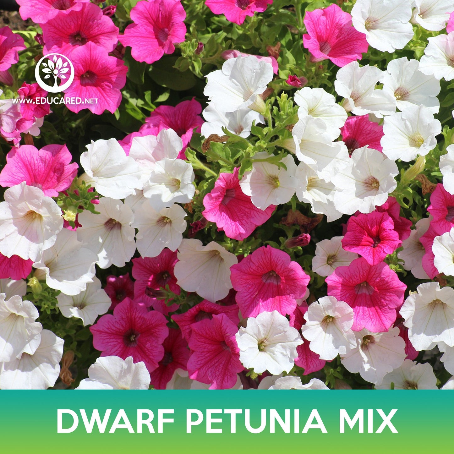 Dwarf Petunia Mix Seeds