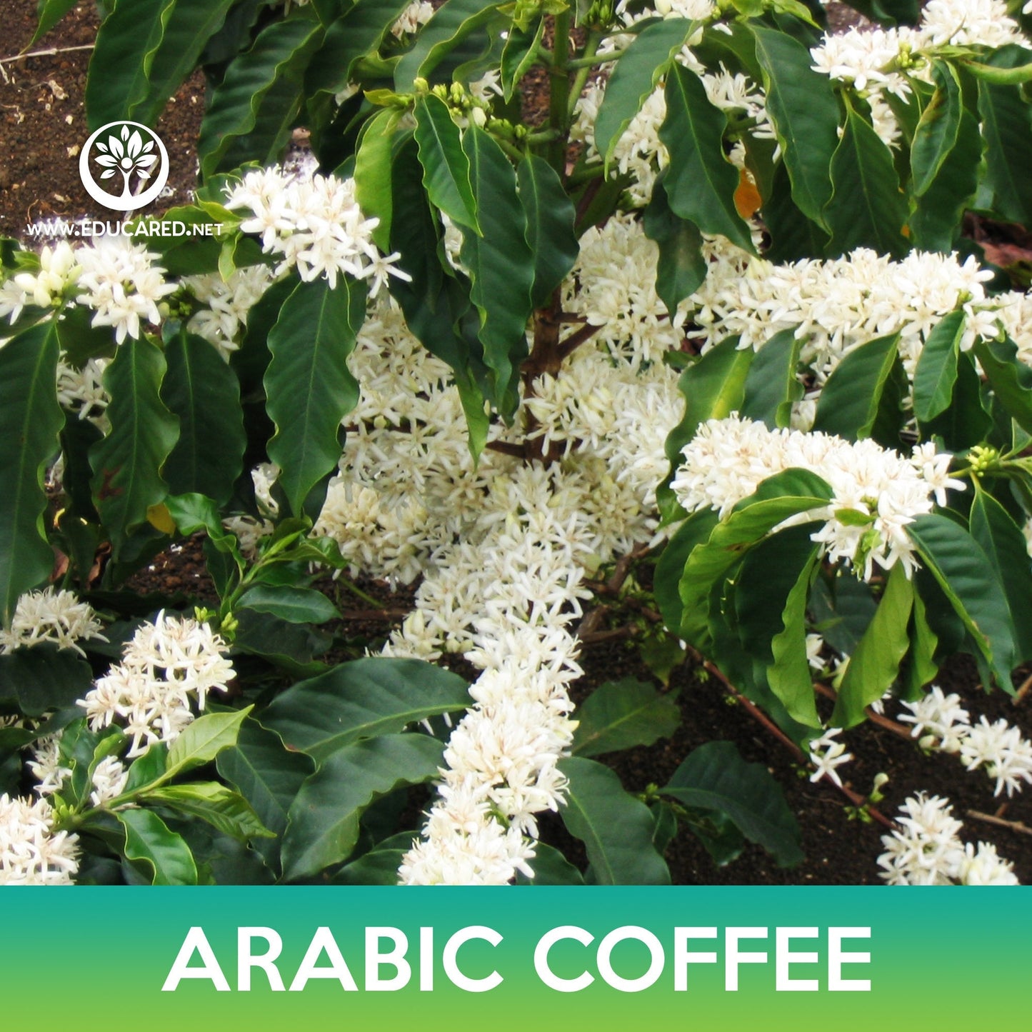 Arabic Coffee Tree Seeds