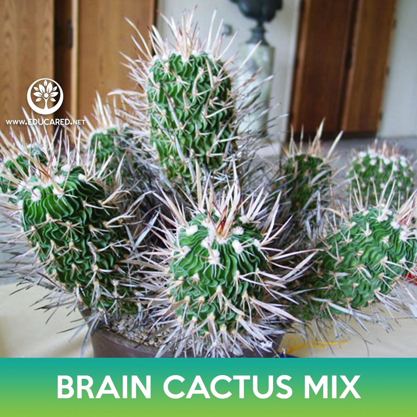 Brain Cactus Mix Seeds, Echinofossulocactus