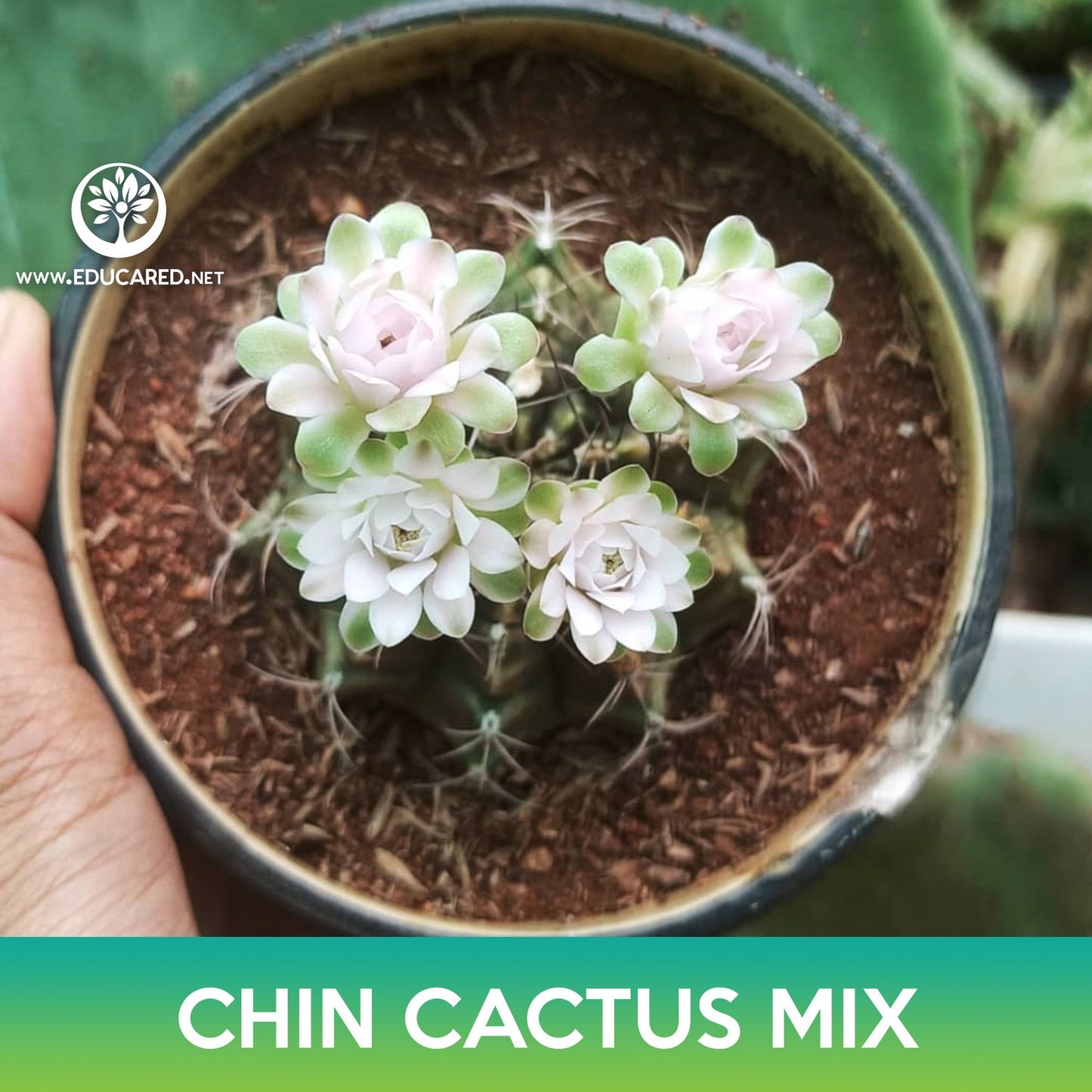 Chin Cactus Mix Seeds, Gymnocalycium