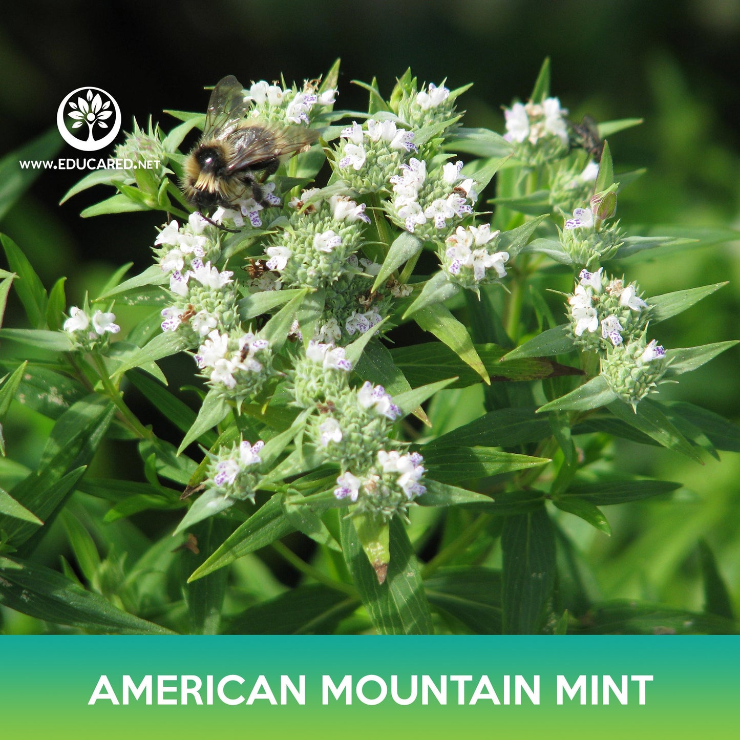 American Mountain Mint Seeds, Pycnanthemum pilosum