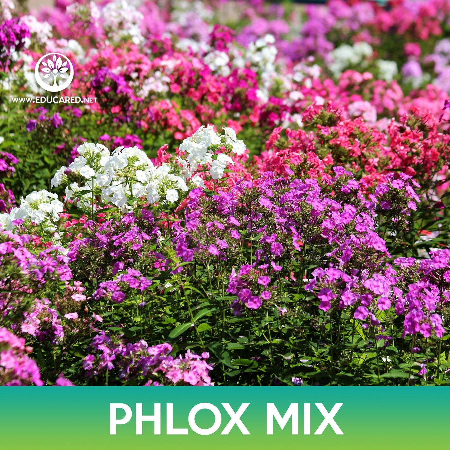 Phlox Flower Mix Seeds