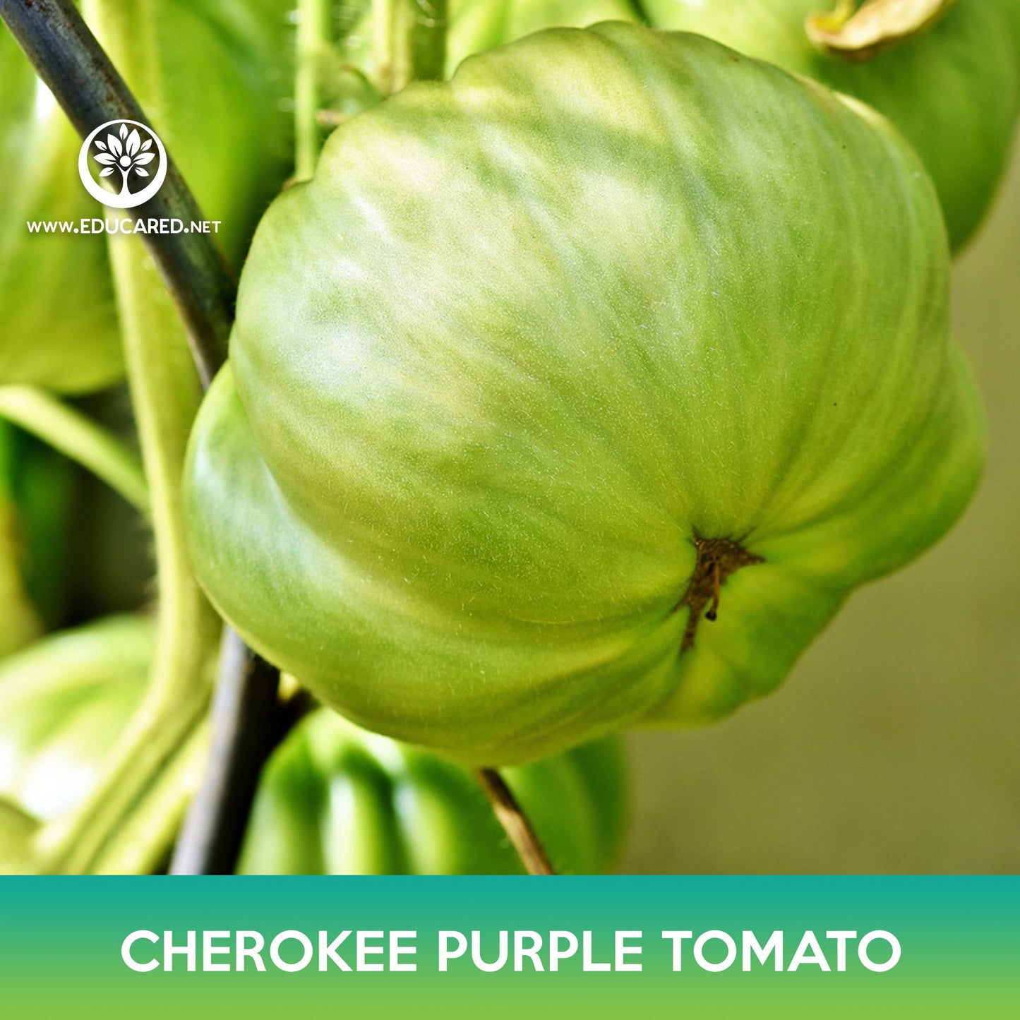 Cherokee Purple Tomato Seeds