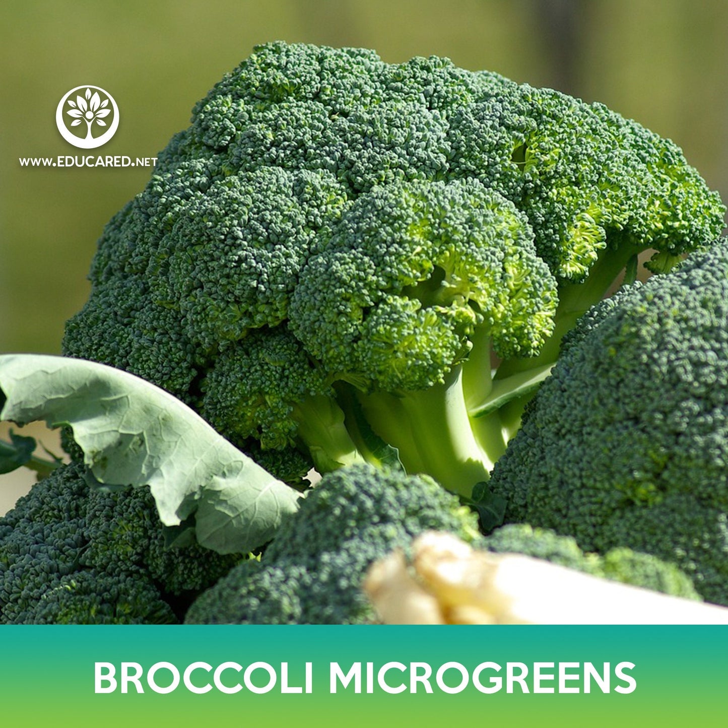 Broccoli Microgreens Seeds