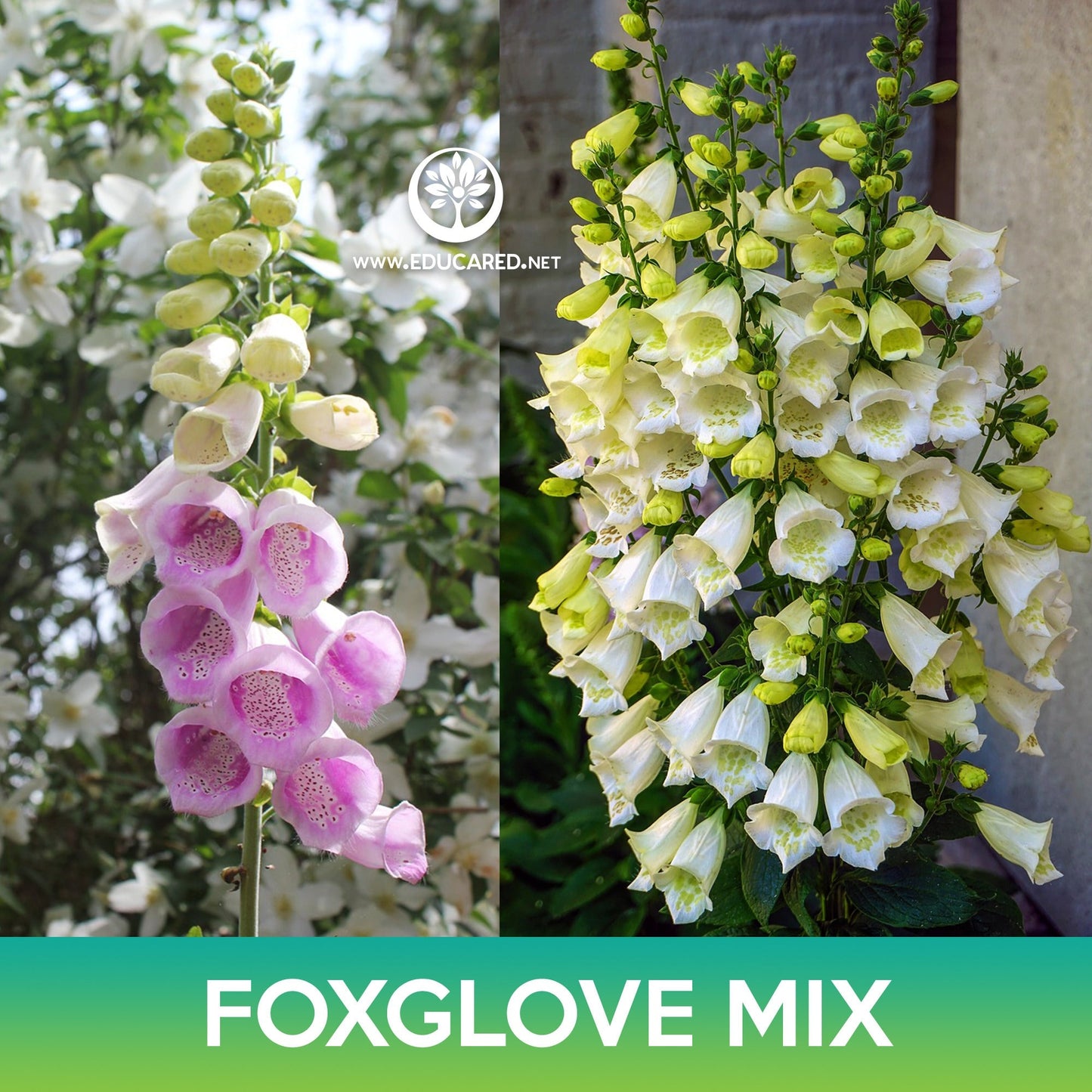 Foxglove Flower Mix Seeds, Digitalis purpurea