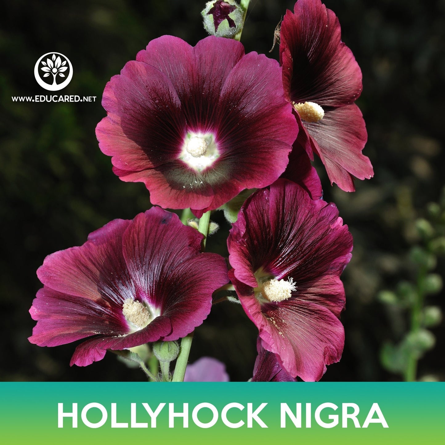 Hollyhock Nigra Flower Seeds, Alcea rosea nigra