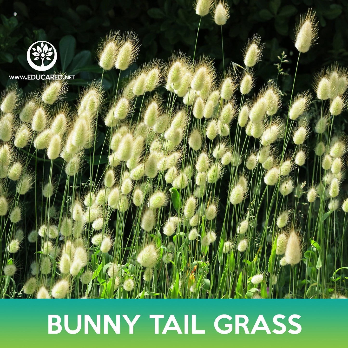 Bunny Tail Grass Seeds