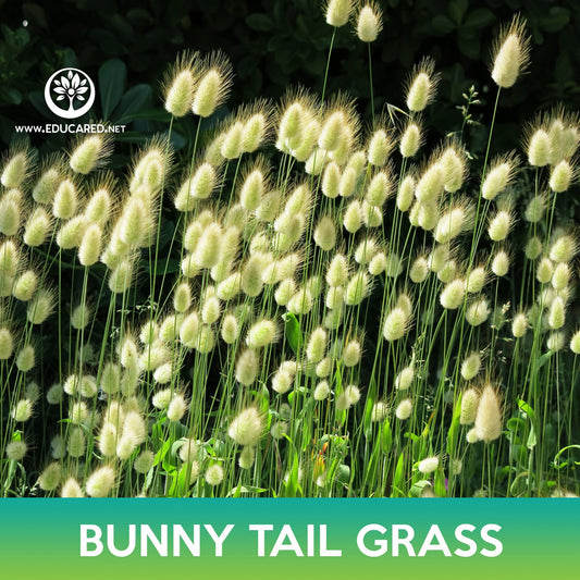 Bunny Tail Grass Seeds, Lagurus ovatus