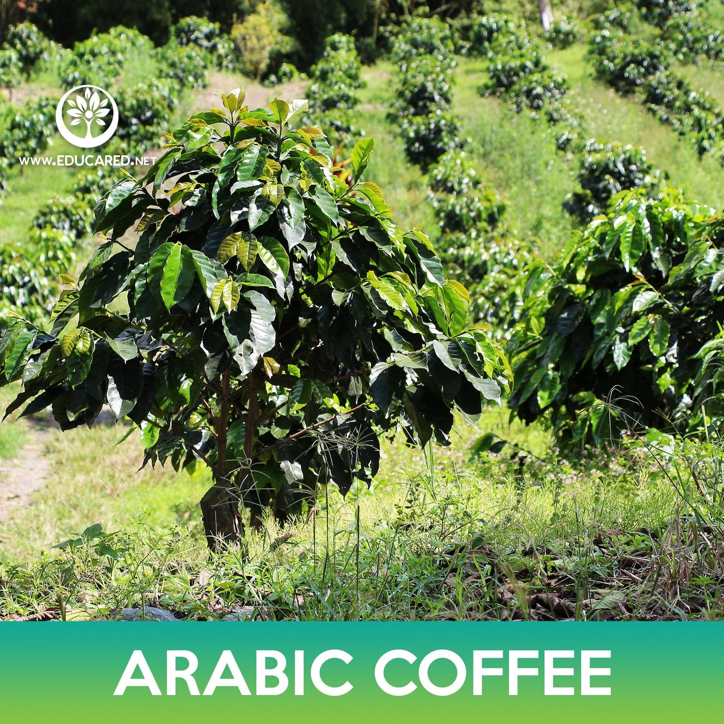 Arabic Coffee Tree Seeds